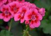 A cluster of pink flowers has dark-red centers.