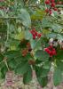 A branch has green leaves and clusters of red berries along its length.