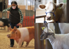 Young girl holding a show stick with a pig.