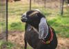 A goat stands in front of a fence.