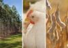 Panels display timber, chickens and soybeans.