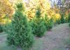 Choose-and-cut Christmas trees in a field