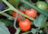 Three red tomatoes grow on a plant with green tomatoes.