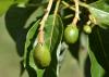 Smooth, green avocado fruit hang down on single stems.