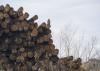 A stack of logs.