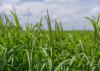 Rice in a field