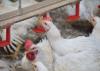 Chicken drinks water droplets from a nipple waterer.