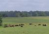 Cows graze in a field.