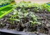 Tiny plants grow in black trays.