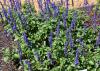 Spikes of purple flowers extend from green foliage.