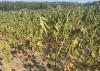 Wilting, sunbaked cotton plants in a dry field.