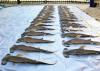 Two rows of deceased hammerhead baby sharks on top of a tarp