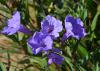 Five purple flowers bloom in a cluster.