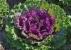 A kale plant has purple leaves surrounded by green leaves.