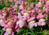 Pink blooms grown on green stems.