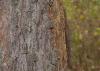 A close-up photo of a pine tree’s damaged bark