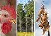 A photo illustration shows a closeup of a broiler’s head, a stand of pine trees, and a closeup of soybean pods on the stalk.