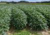 Bushy green plants grow tightly together in rows in a field.