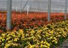 Red and yellow blooms blanket plants in a greenhouse.