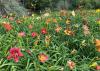 Dozens of colorful blooms rise above grassy foliage.