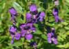 Bluish-purple flowers bloom on a stalk.