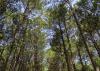 Pine trees are viewed from the ground looking up.