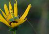 A katydid sits inside a swamp sunflower.