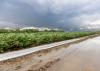 Water stands alongside a soybean field.