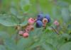 A closeup of blueberries on the bush.