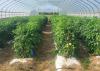 Plants grow in rows inside a greenhouse.