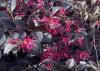 Bright pink flowers bloom against deep purple leaves.