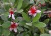 White flowers have spiky red centers.
