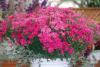 Bouquet Purple dianthus