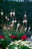  The tall, airy-looking flowers of the gaura give the appearance of butterflies floating above the other flowers in the garden or mixed container.