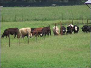 Cattle feeding