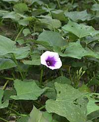 Sweet Potato in bloom