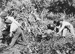 An image of 4-H'ers in a corn field.