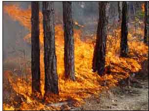 This is an image of a landscape with a protection zone from wildfire.