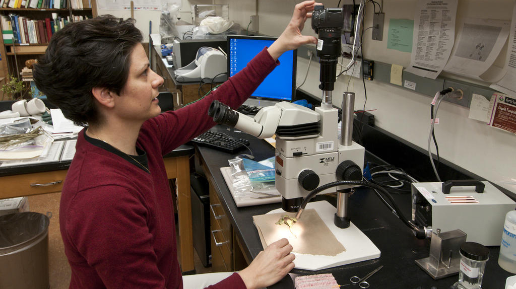 Clarissa Balbalian in the plant disease diagnostic lab.