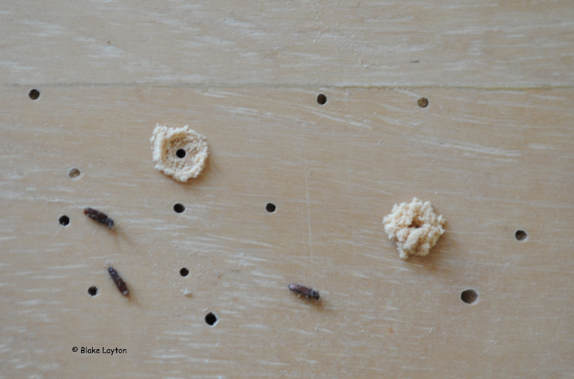 emergence holes in a piece of wood, along with the small brown beetles that made them.