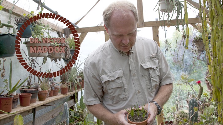 Middle-aged caucasian, identified as Dr. Victor Maddox by logo in photo, studies potted plant in greenhouse.